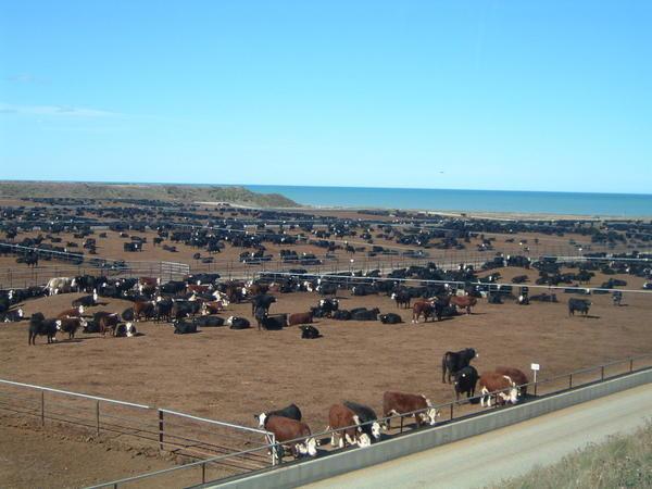 These cattle have a view