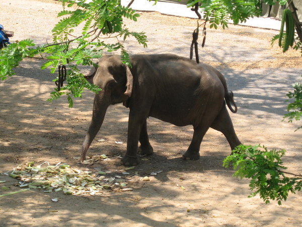 Poor Chained Up Elephant