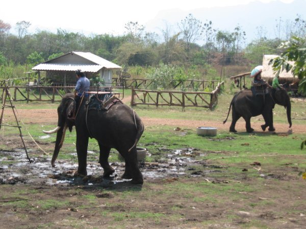 Elephant Trekking Camp