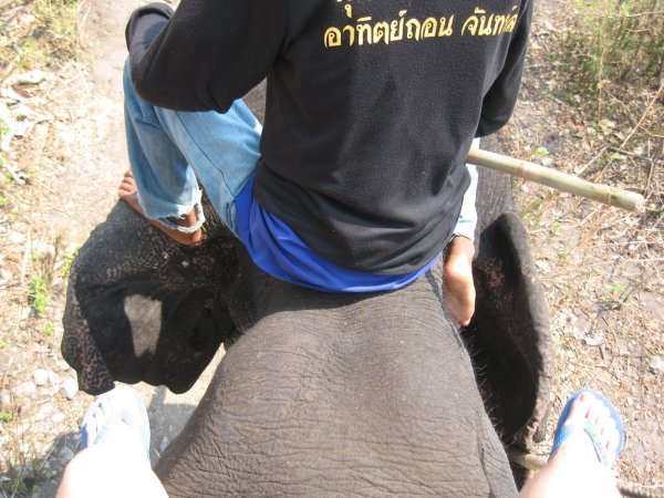 Me and My Elephant