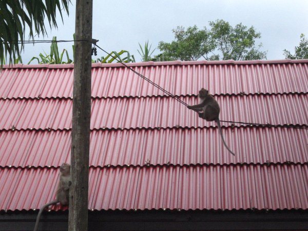 Monkey on the Wire