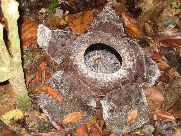 Rafflesia in stage of Dying