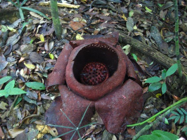 Dying Rafflesia