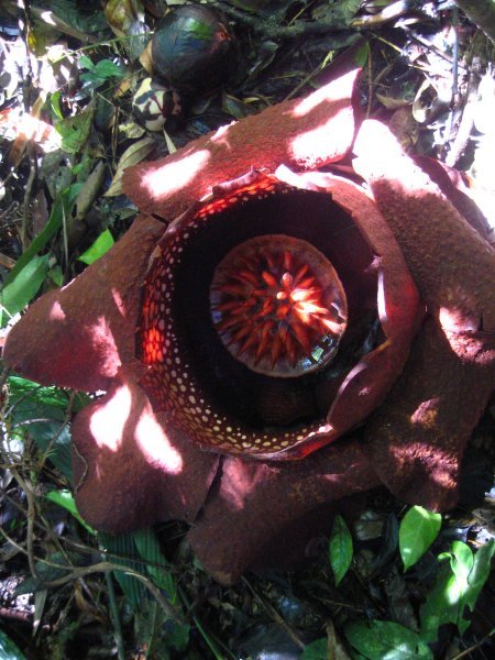 Blooming Rafflesia