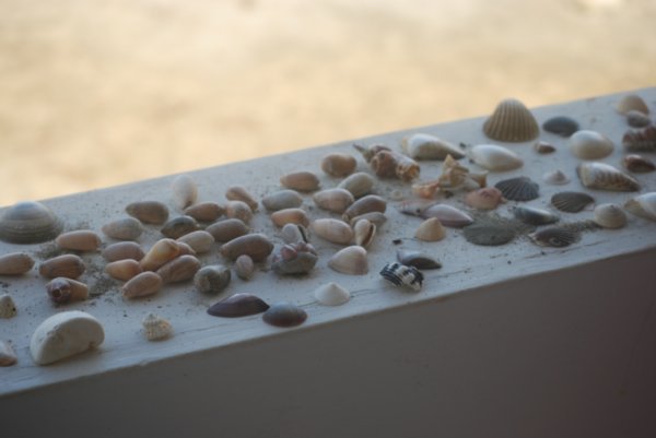 Bre's shell collection