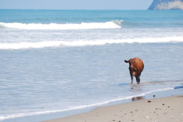 beached cow