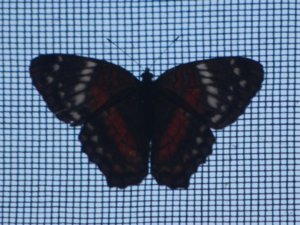 butterfly on screen close up