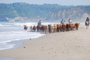 cattle drive on beach 1