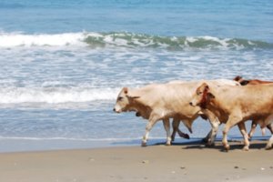 cattle drive on beach 2