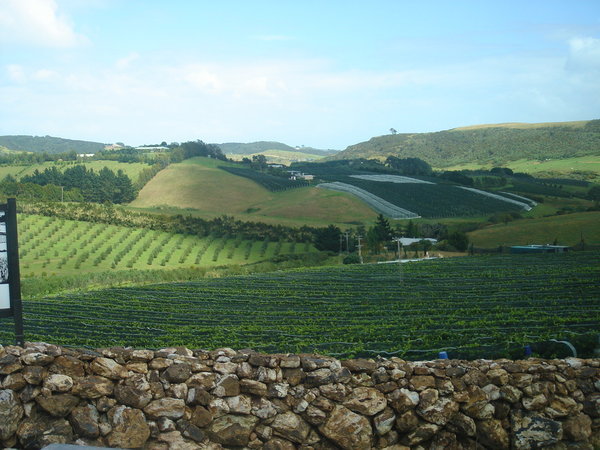 Vineyards in NZ