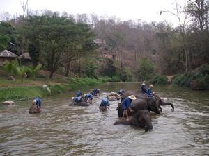 The elephants have their bath