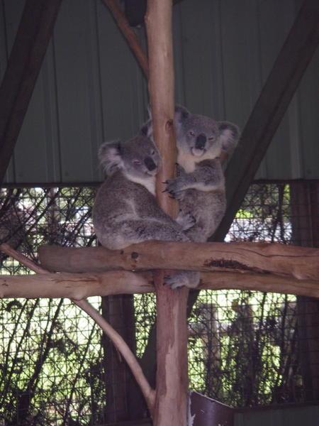 And this is how koalas sleep