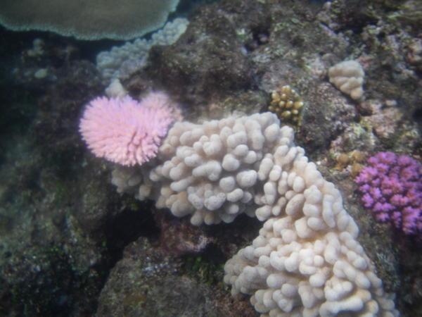 Coral at Octopus