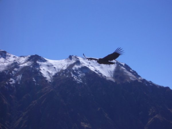 condor colca canyon Peru