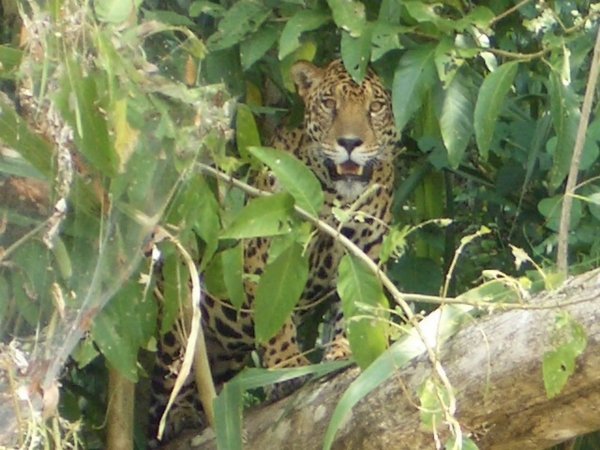 jaguar amazonian Peru