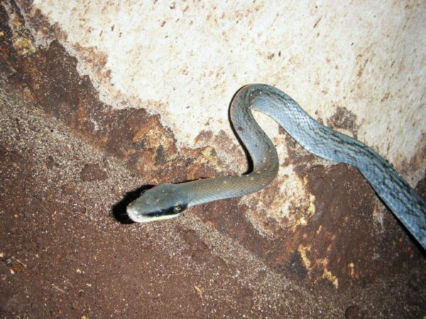 racer cave snake 