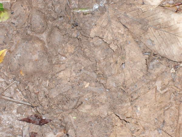 Puma footprint (look hard)