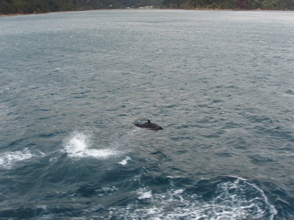 Dolphin jumping by our ferry