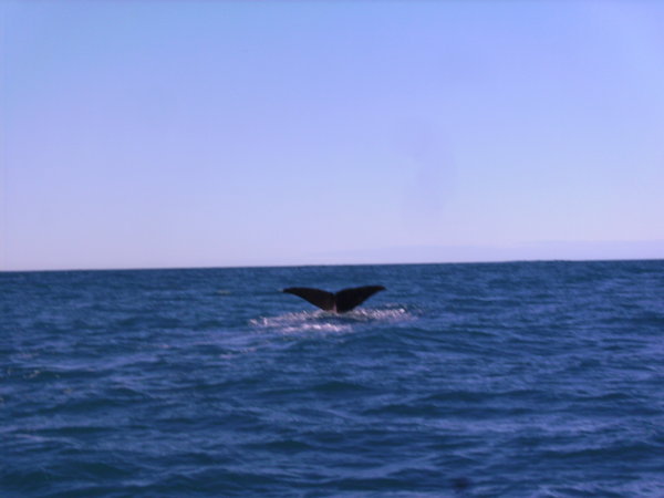 Another whale beginning a dive