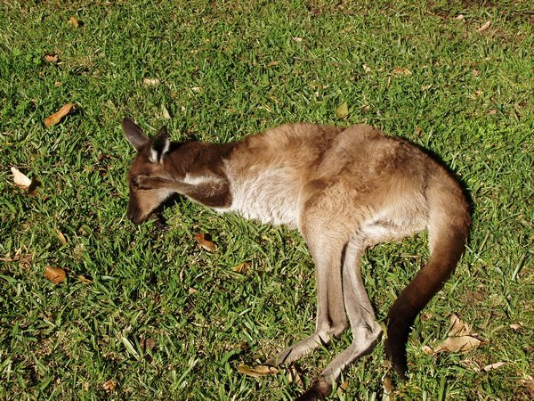 The rescued kangaroo