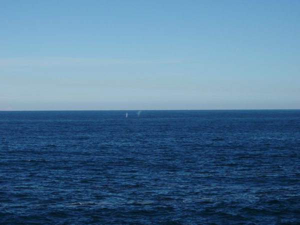 Whale spouting off in the distance