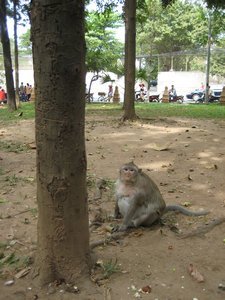 Obese monkey IMG 3521