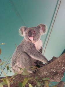Steve Irwin's Australia Zoo (8)