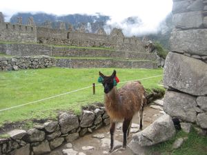 Machu Picchu (9)