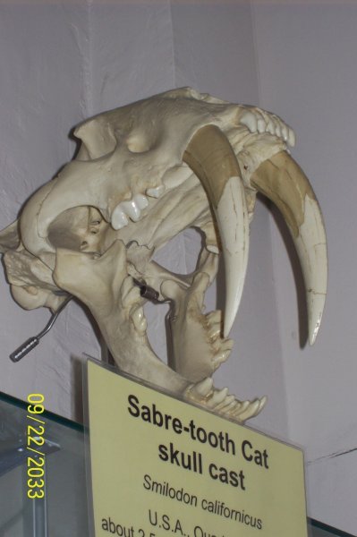 Sabre Tooth