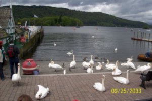 swan lake ha