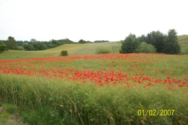 Poppies side of road