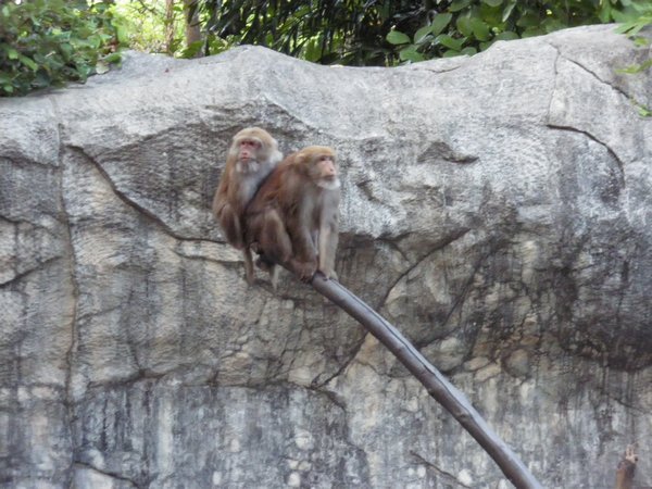 holly monkeys