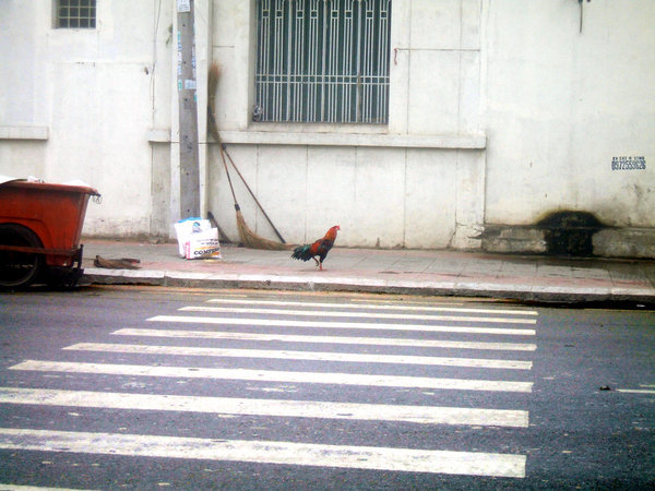 Why did the Vietnamese chicken cross the road?