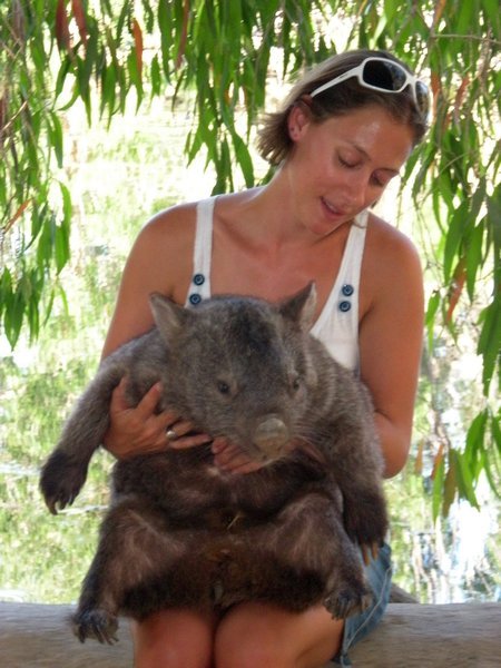 Trevor the wombat