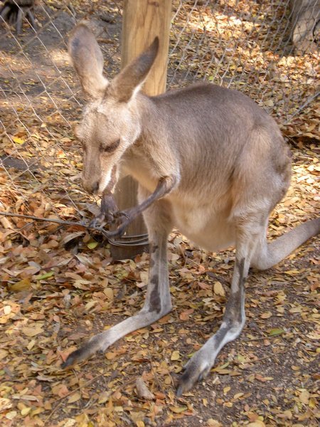 Kangaroo close-up