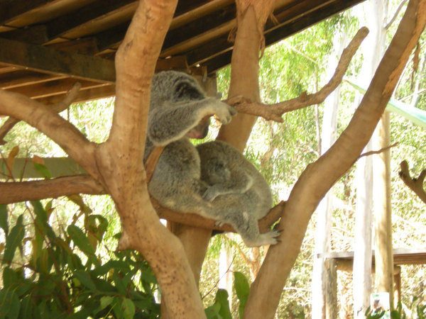 Koala antics