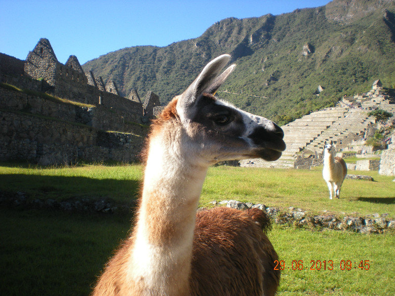 A llama hanging out at Machu Picchu, Peru