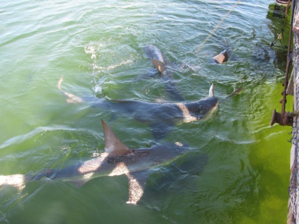 feeding ze sharks