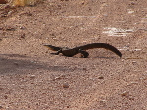 A long Lizard