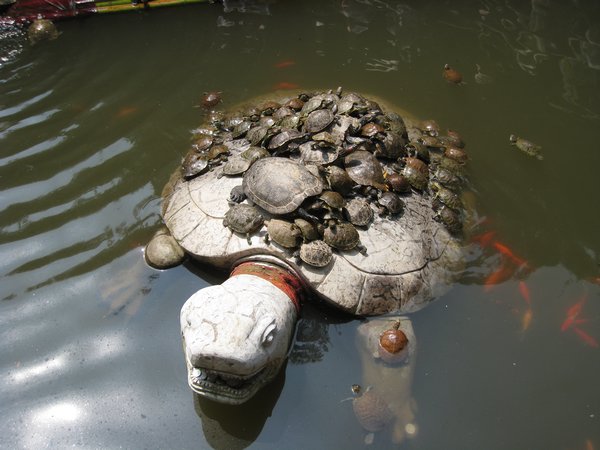 turtles-for-good-luck-photo