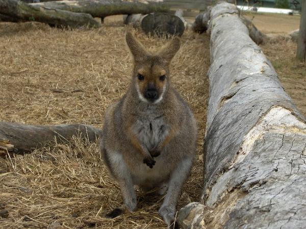 Wallaby.  Not Kangaroo.  Wallaby.