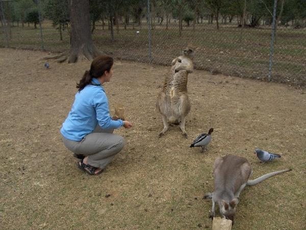 Amy Offends A Kangaroo