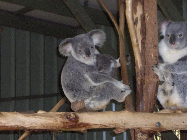 Mother Koala And Baby