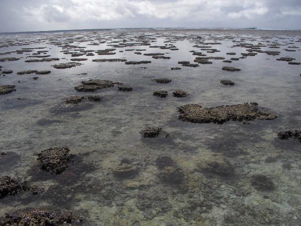 Coral Shallows At Low-Tide