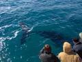 A Humpback Heading Under Our Boat
