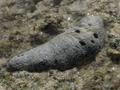 A Really Fat Sea Cucumber (Technical Name)