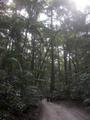 Rain Forest, Fraser Island