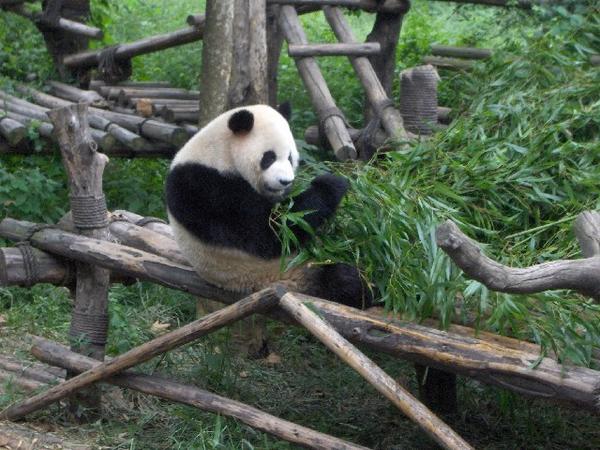 A Giant Panda Enjoying Bamboo