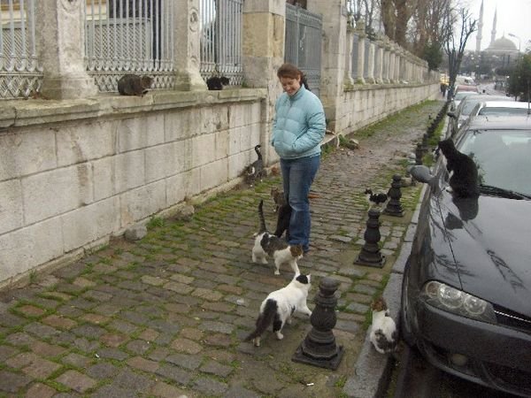 The Cats of Istanbul Like Amy