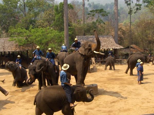 Elephant Show